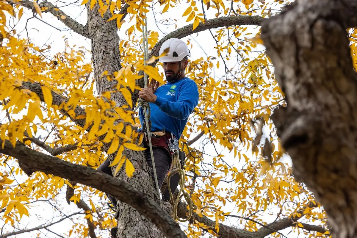 Skilled Storm Damage Cleanup crew working in Jamestown